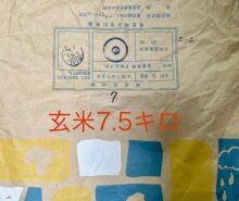 きぬ-7.5kg